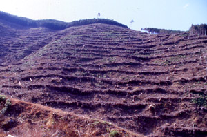 大規模な植林地