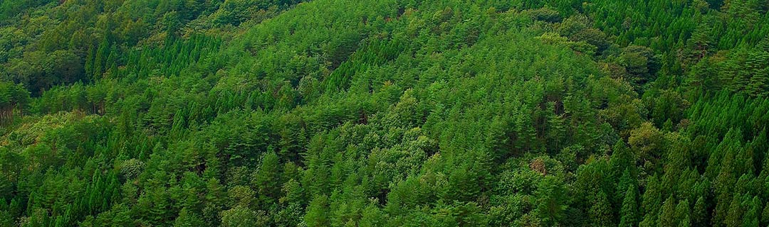 森ナビ 森ナビ は 全国の森づくりコミッションや森づくり活動団体等を紹介するポータルサイトです